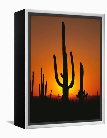 Sun Setting Behind Cacti-null-Framed Premier Image Canvas