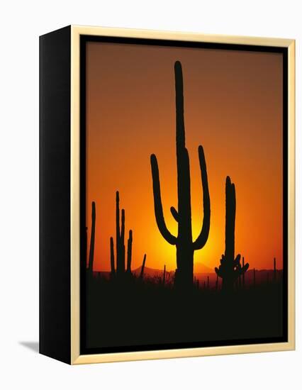 Sun Setting Behind Cacti-null-Framed Premier Image Canvas