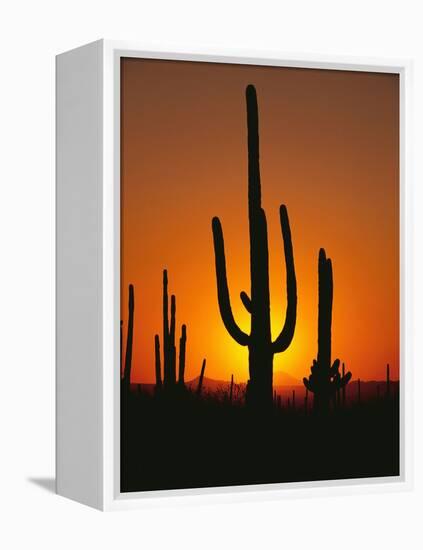 Sun Setting Behind Cacti-null-Framed Premier Image Canvas