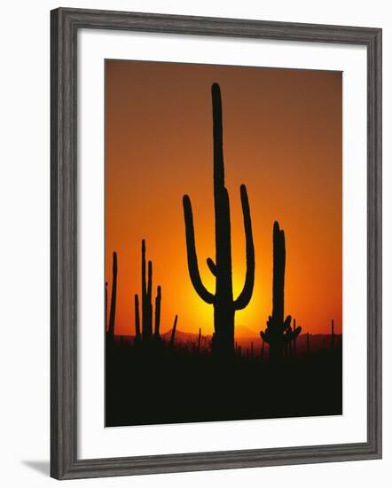 Sun Setting Behind Cacti-null-Framed Photographic Print