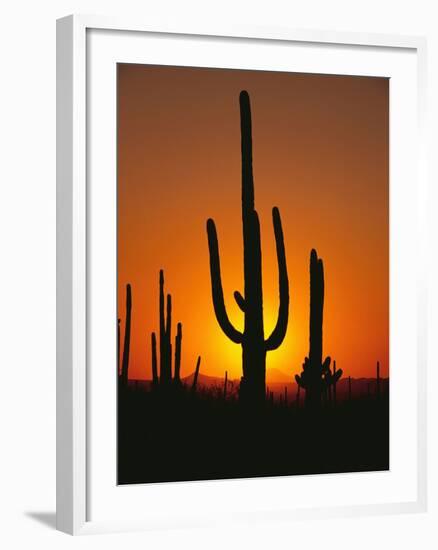 Sun Setting Behind Cacti--Framed Photographic Print