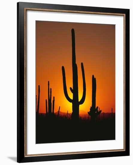 Sun Setting Behind Cacti-null-Framed Photographic Print