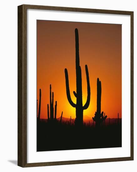 Sun Setting Behind Cacti-null-Framed Photographic Print