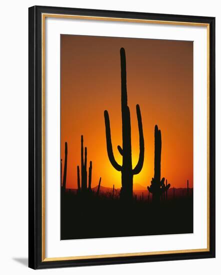 Sun Setting Behind Cacti-null-Framed Photographic Print