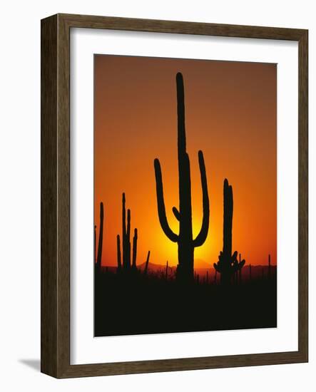 Sun Setting Behind Cacti-null-Framed Photographic Print