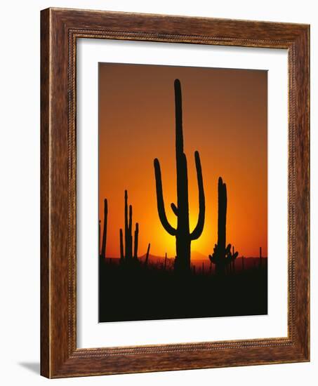 Sun Setting Behind Cacti-null-Framed Photographic Print