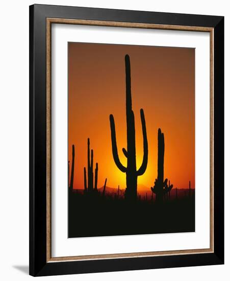 Sun Setting Behind Cacti-null-Framed Photographic Print