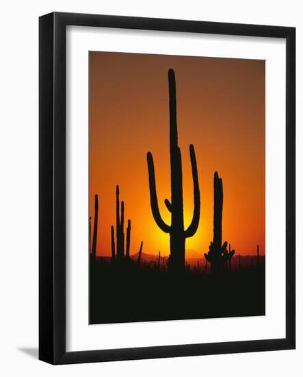 Sun Setting Behind Cacti-null-Framed Photographic Print