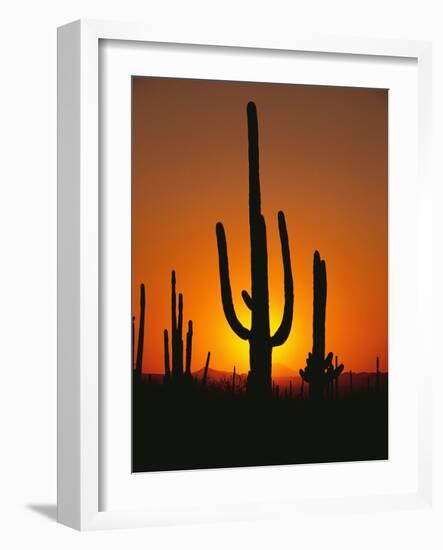 Sun Setting Behind Cacti-null-Framed Photographic Print