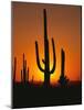 Sun Setting Behind Cacti-null-Mounted Photographic Print