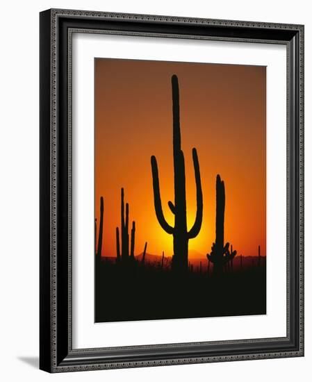 Sun Setting Behind Cacti-null-Framed Photographic Print