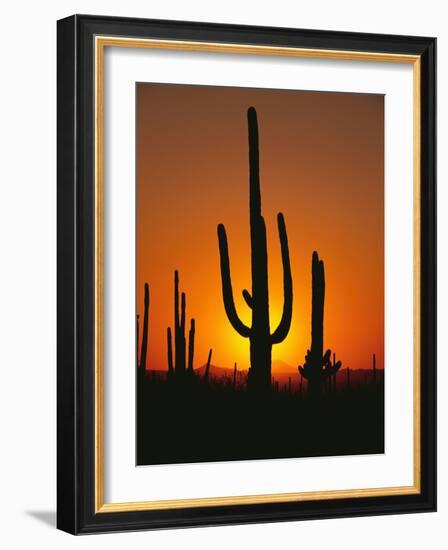 Sun Setting Behind Cacti-null-Framed Photographic Print