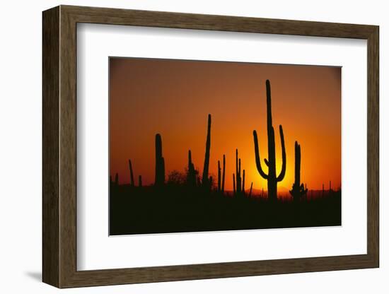 Sun Setting behind Cacti-DLILLC-Framed Photographic Print