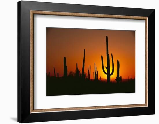 Sun Setting behind Cacti-DLILLC-Framed Photographic Print