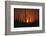 Sun Setting behind Cacti-DLILLC-Framed Photographic Print