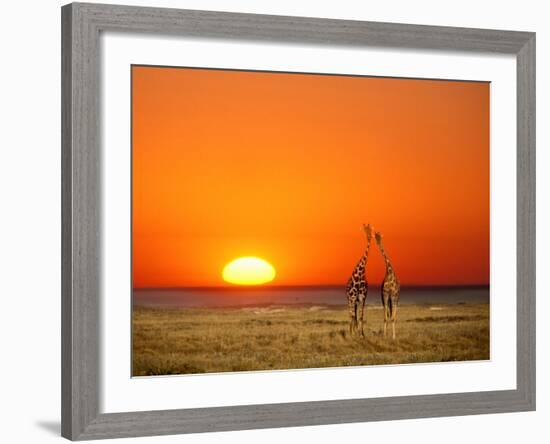Sun-setting on a Giraffe Couple, Namibia-Janis Miglavs-Framed Photographic Print
