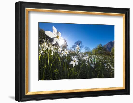 Sun shines on daffodils in bloom on green fields of the Orobie Alps, Dossa, province of Sondrio, Va-Roberto Moiola-Framed Photographic Print