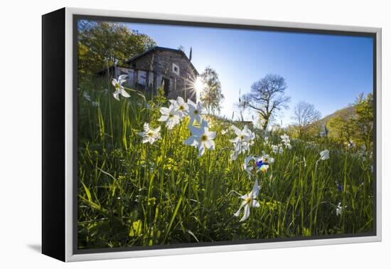 Sun shines on daffodils in bloom on green fields of the Orobie Alps, Dossa, province of Sondrio, Va-Roberto Moiola-Framed Premier Image Canvas