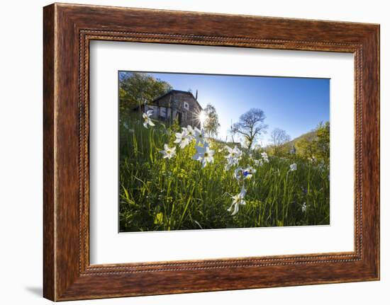 Sun shines on daffodils in bloom on green fields of the Orobie Alps, Dossa, province of Sondrio, Va-Roberto Moiola-Framed Photographic Print