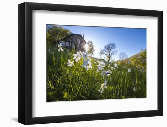 Sun shines on daffodils in bloom on green fields of the Orobie Alps, Dossa, province of Sondrio, Va-Roberto Moiola-Framed Photographic Print