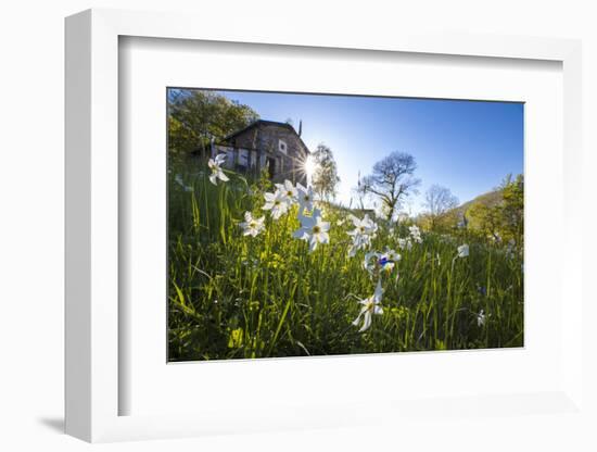 Sun shines on daffodils in bloom on green fields of the Orobie Alps, Dossa, province of Sondrio, Va-Roberto Moiola-Framed Photographic Print