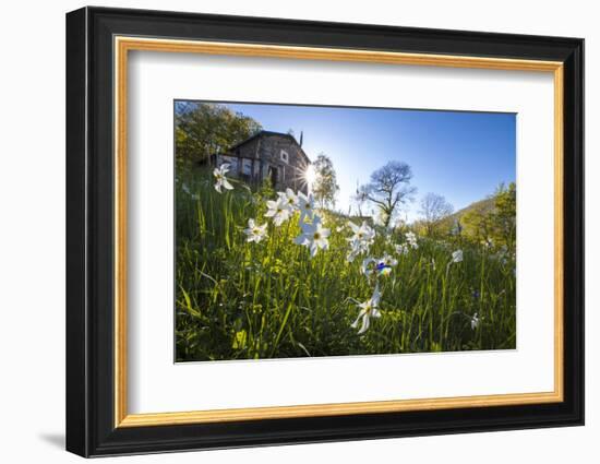 Sun shines on daffodils in bloom on green fields of the Orobie Alps, Dossa, province of Sondrio, Va-Roberto Moiola-Framed Photographic Print