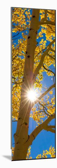 Sun Shining Through Aspen Tree, Boulder Mountain, Utah, USA-null-Mounted Photographic Print