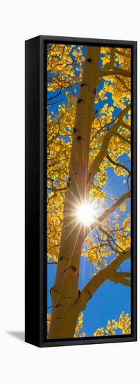 Sun Shining Through Aspen Tree, Boulder Mountain, Utah, USA-null-Framed Premier Image Canvas