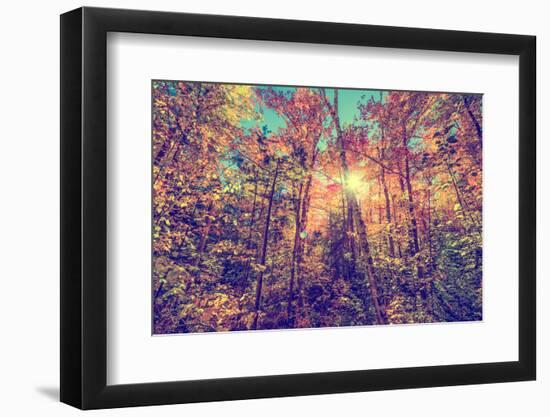 Sun Shining through Leaves in an Autumn Forest - Retro, Faded, Instagram-SHS Photography-Framed Photographic Print