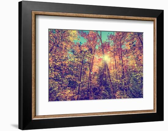 Sun Shining through Leaves in an Autumn Forest - Retro, Faded, Instagram-SHS Photography-Framed Photographic Print