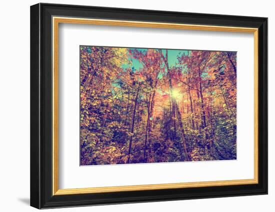 Sun Shining through Leaves in an Autumn Forest - Retro, Faded, Instagram-SHS Photography-Framed Photographic Print