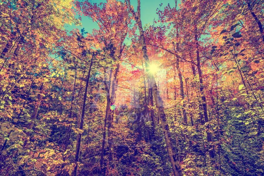 Sun Shining Through Leaves In An Autumn Forest Retro Faded Instagram Photographic Print By Shs Photography Art Com