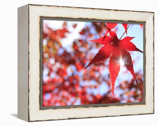 Sun Shining Through Maple Leaf-Naoki Mutai-Framed Premier Image Canvas