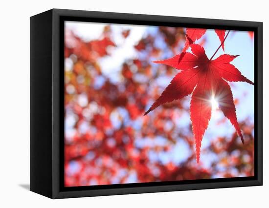 Sun Shining Through Maple Leaf-Naoki Mutai-Framed Premier Image Canvas