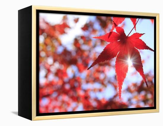 Sun Shining Through Maple Leaf-Naoki Mutai-Framed Premier Image Canvas