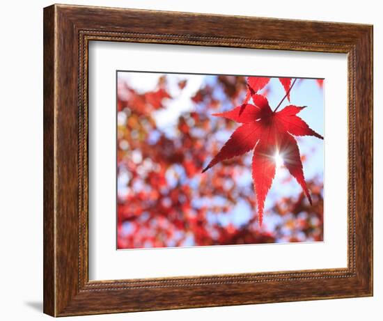 Sun Shining Through Maple Leaf-Naoki Mutai-Framed Photographic Print