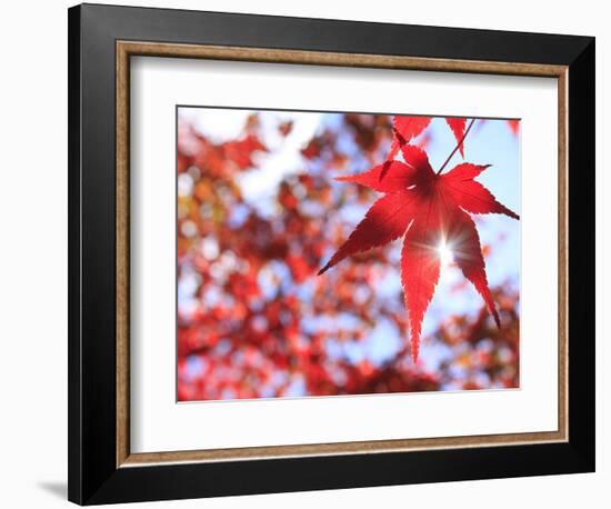 Sun Shining Through Maple Leaf-Naoki Mutai-Framed Photographic Print