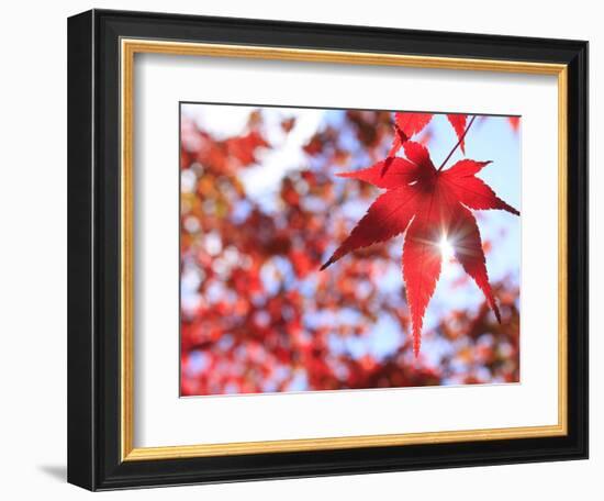 Sun Shining Through Maple Leaf-Naoki Mutai-Framed Photographic Print