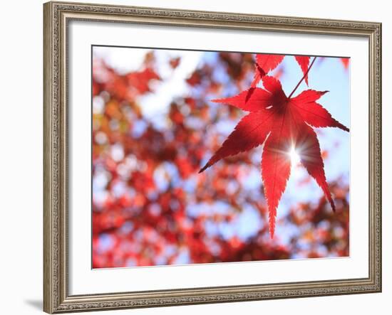 Sun Shining Through Maple Leaf-Naoki Mutai-Framed Photographic Print