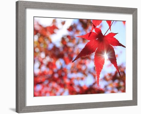 Sun Shining Through Maple Leaf-Naoki Mutai-Framed Photographic Print