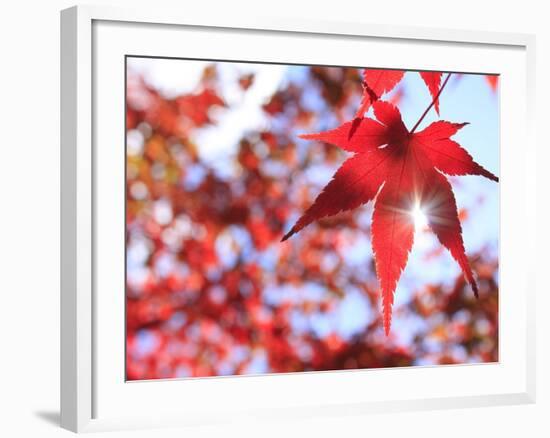 Sun Shining Through Maple Leaf-Naoki Mutai-Framed Photographic Print