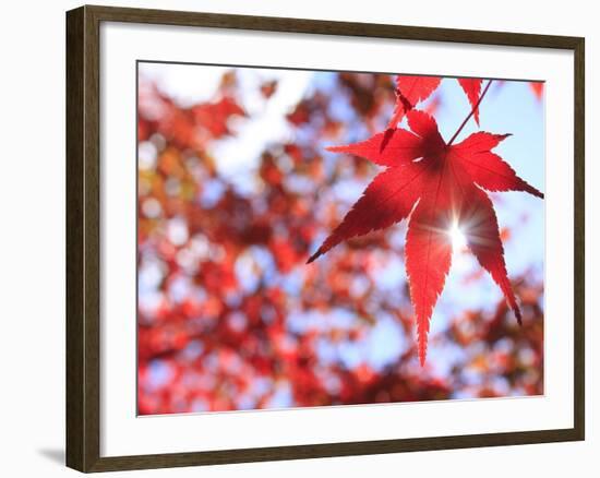 Sun Shining Through Maple Leaf-Naoki Mutai-Framed Photographic Print