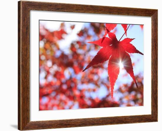 Sun Shining Through Maple Leaf-Naoki Mutai-Framed Photographic Print