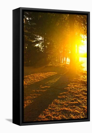 Sun Shining through Pine Trees near Lake of Two Rivers in Algonquin Park, Ontario, Canada. Intentio-elenathewise-Framed Premier Image Canvas