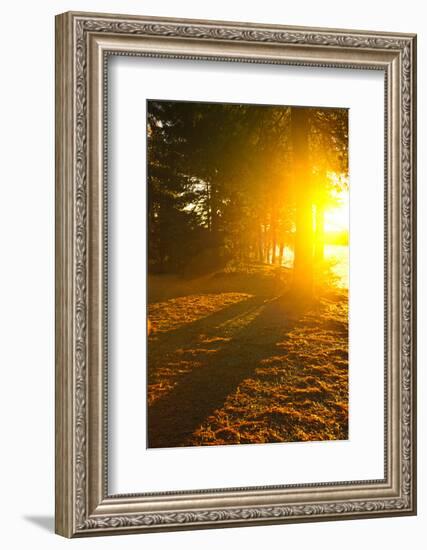 Sun Shining through Pine Trees near Lake of Two Rivers in Algonquin Park, Ontario, Canada. Intentio-elenathewise-Framed Photographic Print