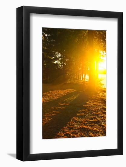 Sun Shining through Pine Trees near Lake of Two Rivers in Algonquin Park, Ontario, Canada. Intentio-elenathewise-Framed Photographic Print