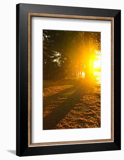 Sun Shining through Pine Trees near Lake of Two Rivers in Algonquin Park, Ontario, Canada. Intentio-elenathewise-Framed Photographic Print