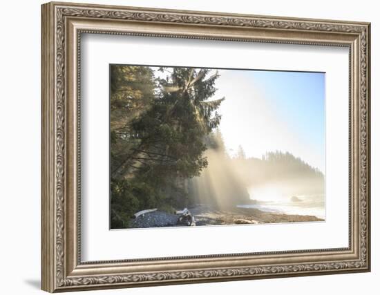 Sun streaming through trees, Juan De Fuca Trail, near Jordan River, Vancouver Island, British Colum-Stuart Westmorland-Framed Photographic Print