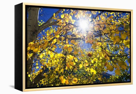 Sun Through Autumn Leaves, Switzerland, Europe-Angelo Cavalli-Framed Premier Image Canvas