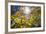 Sun Through Autumn Leaves, Switzerland, Europe-Angelo Cavalli-Framed Photographic Print